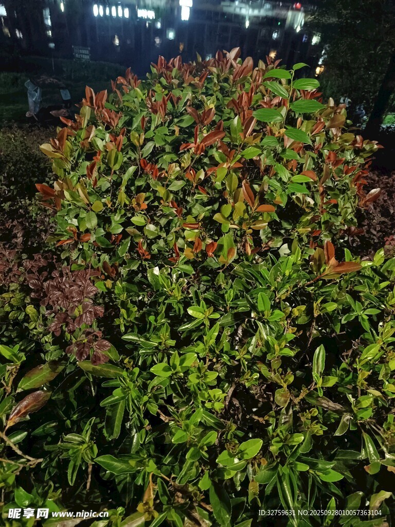 綠葉紅梢的繁茂植物