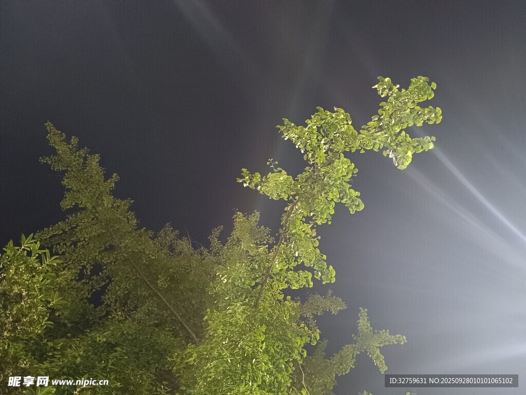 夜空中透光的蔥郁枝葉
