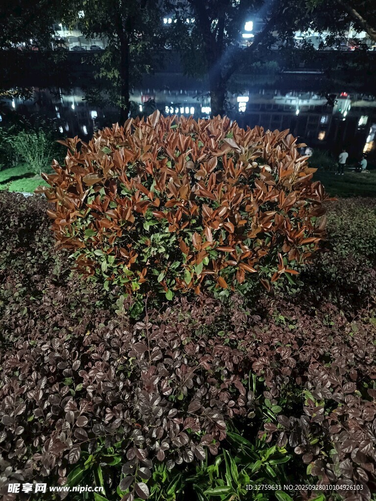 夜晚中的多彩灌木叢