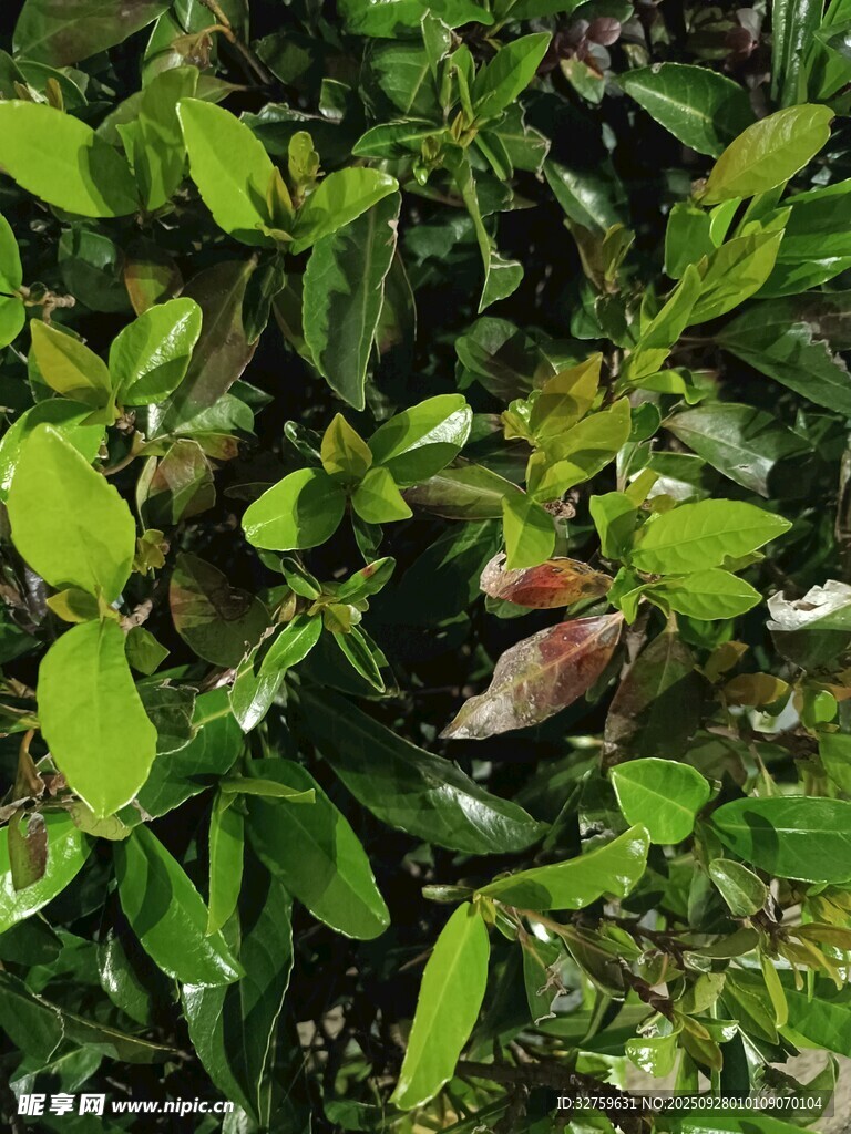 綠葉叢中的多彩小鳥