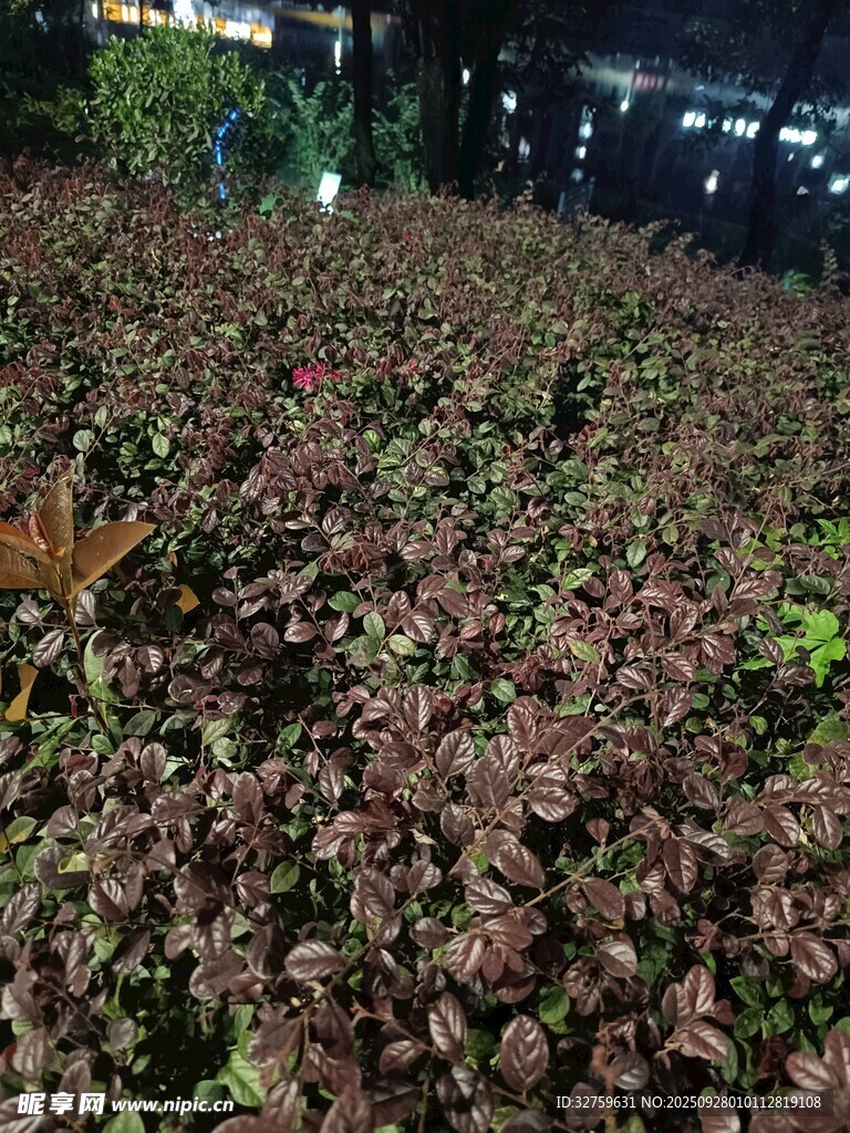 繁茂多彩植物景觀
