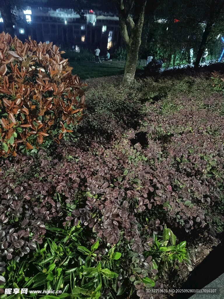 夜晚街邊多彩綠植景觀