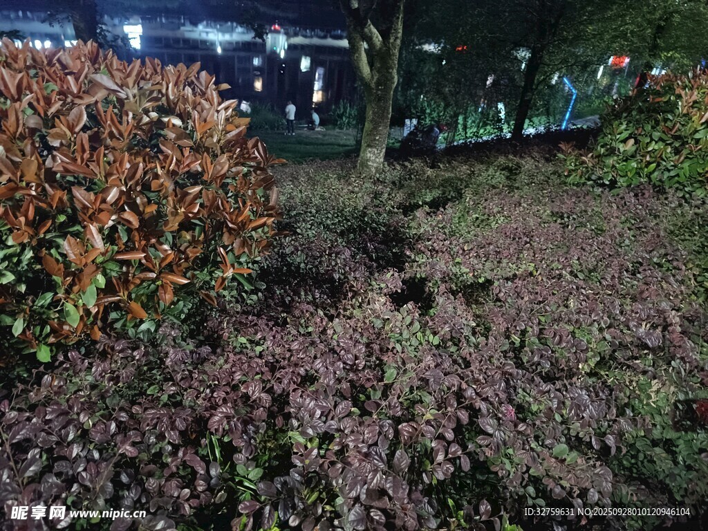 夜色中的多彩植物景觀