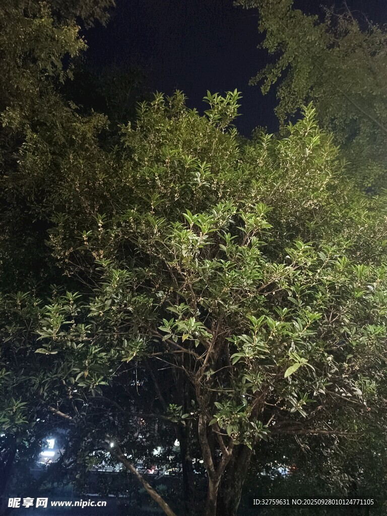 夜晚蔥郁樹木景觀