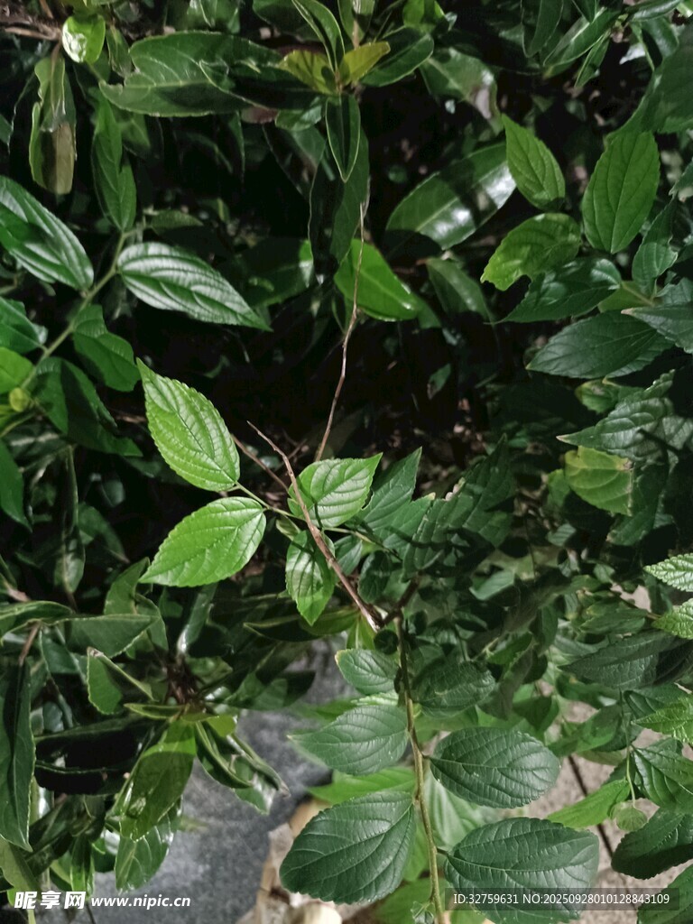翠綠繁茂的植物枝葉