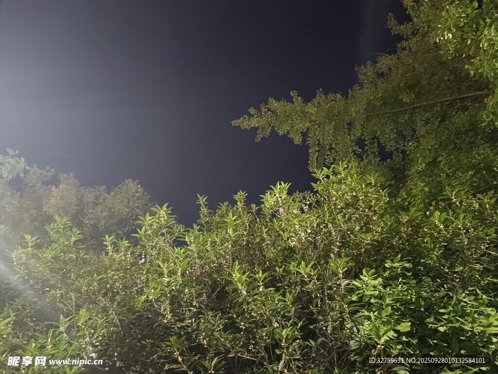夜晚樹梢景象