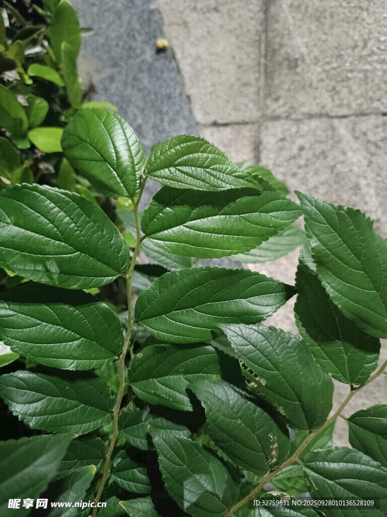 翠綠葉片植物特寫