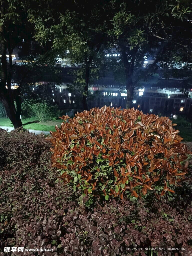 夜晚下的斑斕灌木叢
