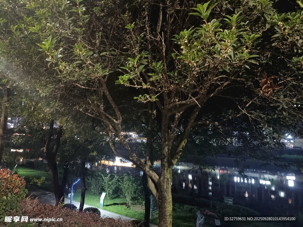 夜晚樹下的城市燈光景象