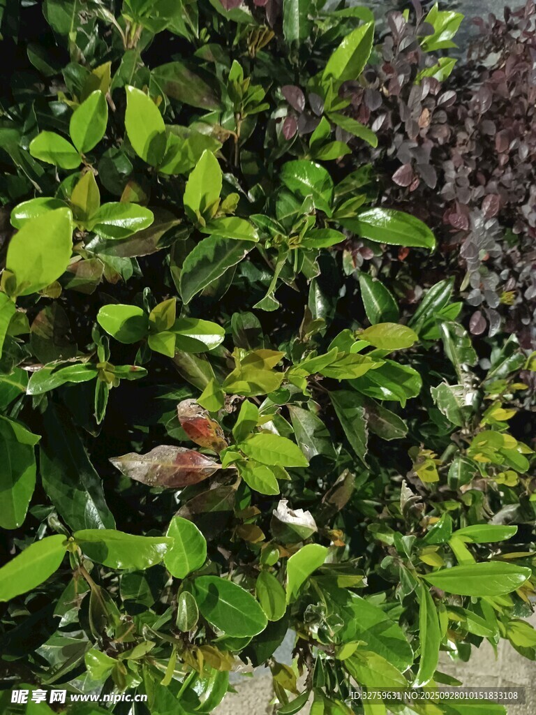 綠葉叢中的多彩景象