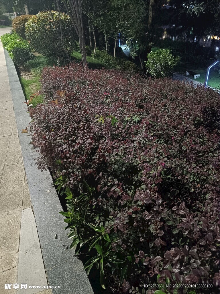 路邊紫葉植物景觀