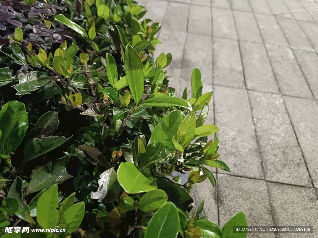 路邊綠植與石板路