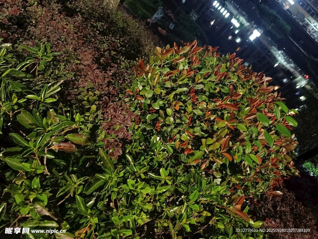 夜間綠植景觀