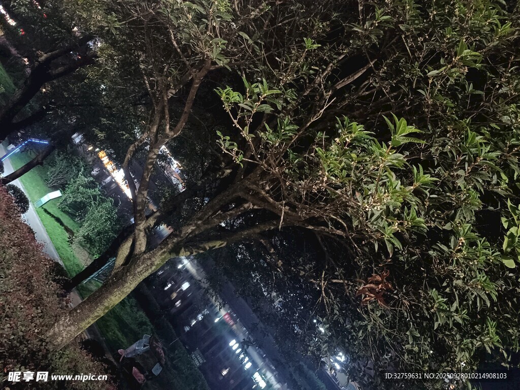 夜晚林間停放的多彩車輛