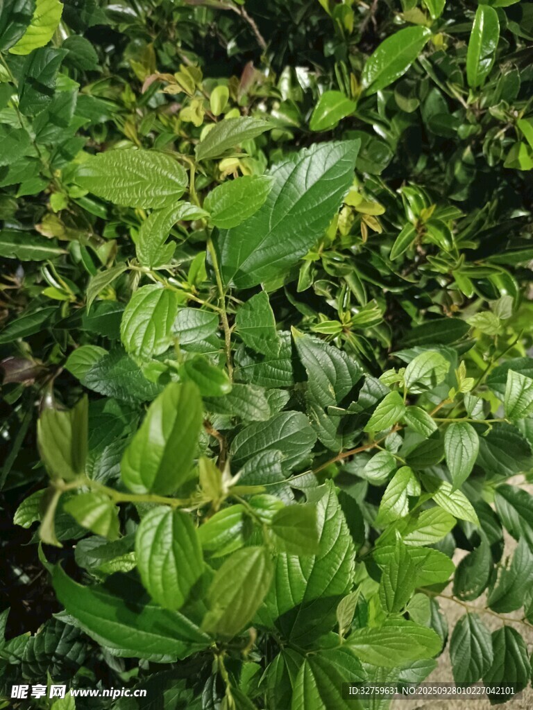 茂密翠綠的植物葉片