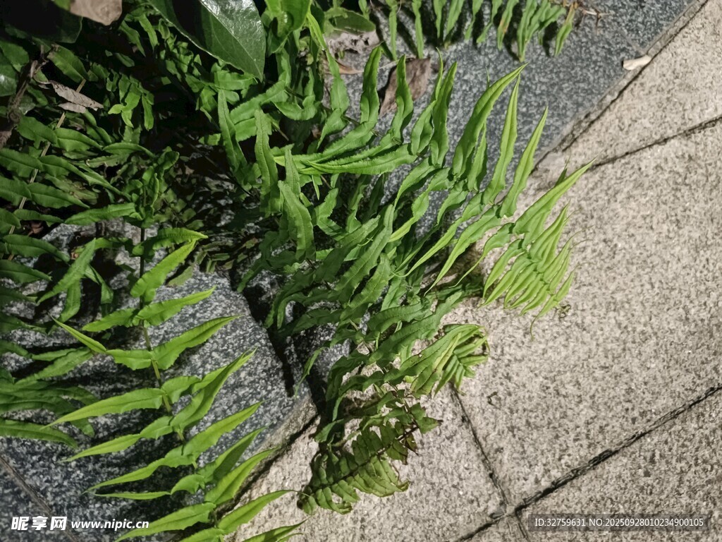 地面上的翠綠蕨類植物