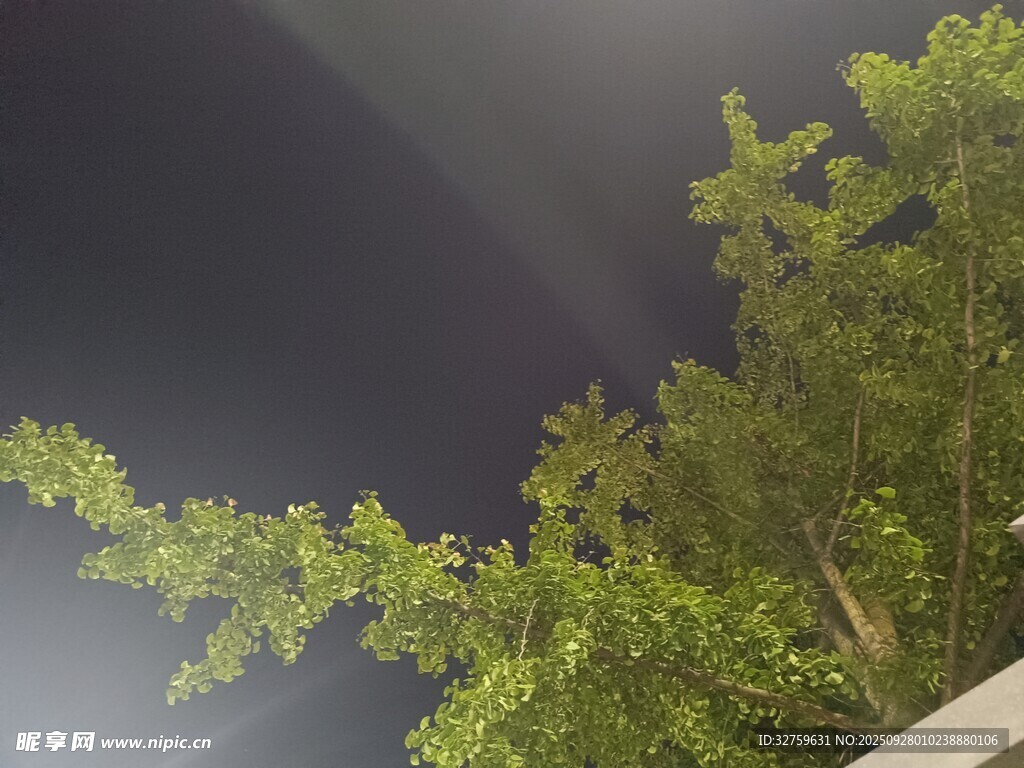 夜空下的蔥郁樹梢