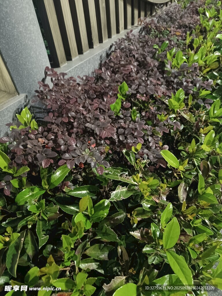 紫綠相間的茂盛植物