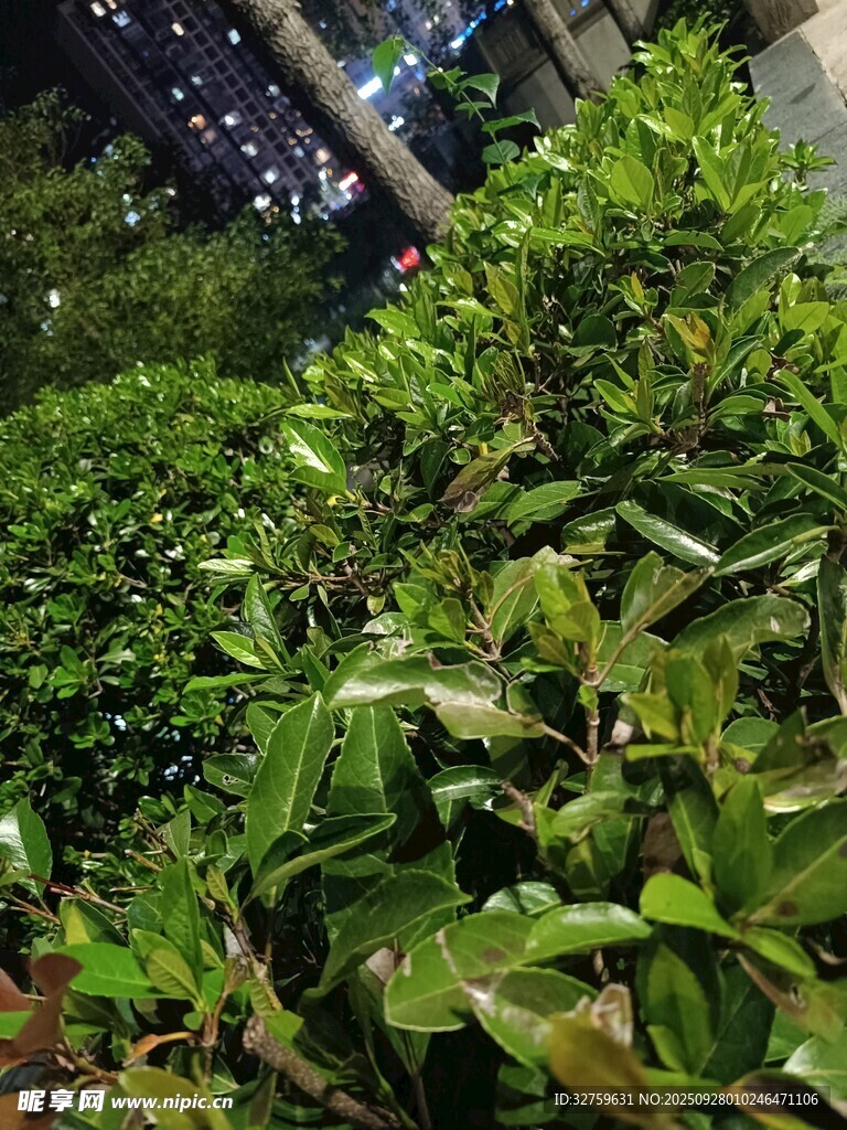 夜晚綠植景觀