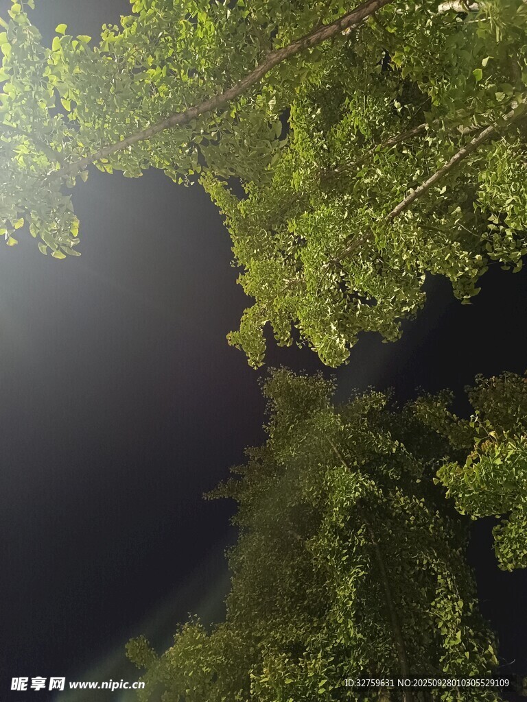 仰望茂密樹林中的天空