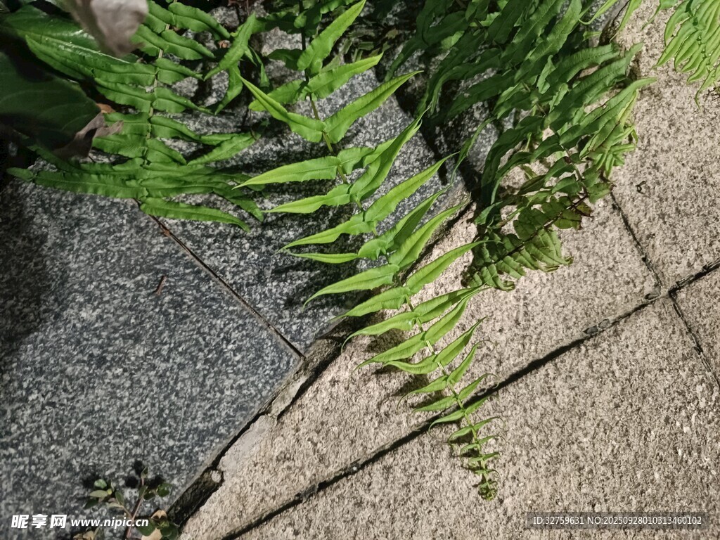 石板旁的翠綠蕨類植物