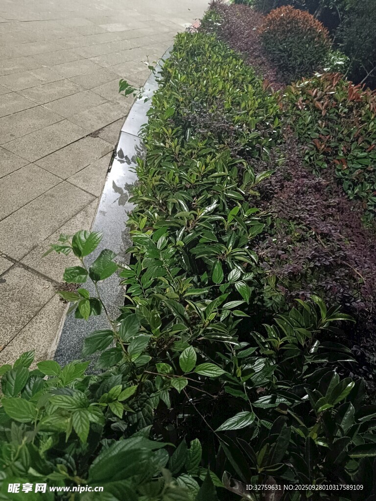 路邊多彩綠植景觀