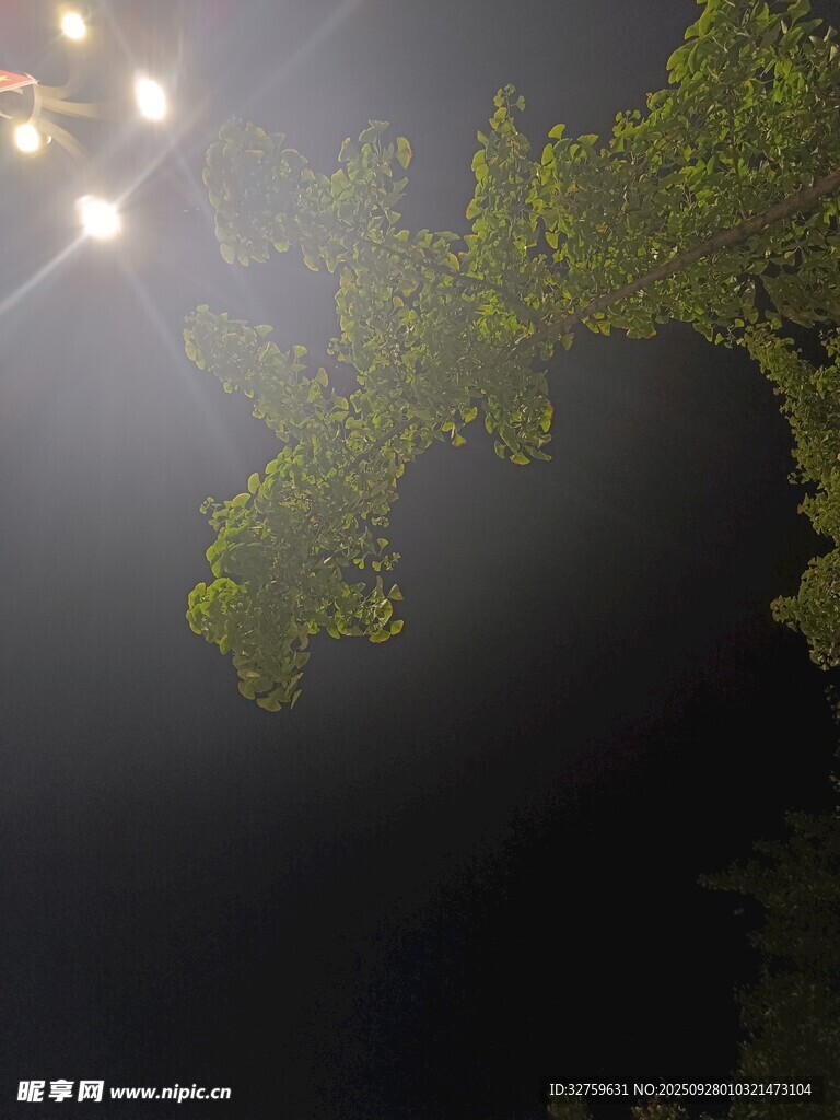 夜晚燈光下的樹木剪影