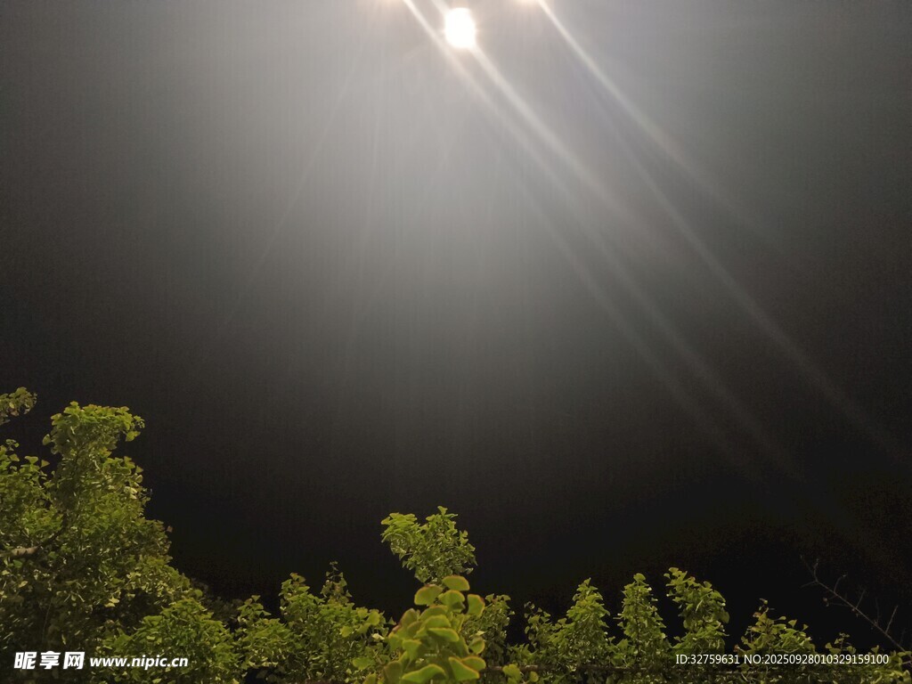月光穿透枝葉灑下的美景