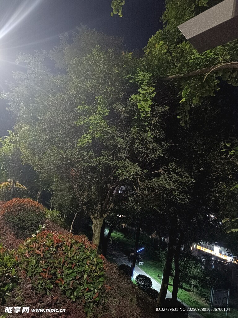 夜晚林蔭處的朦朧景象