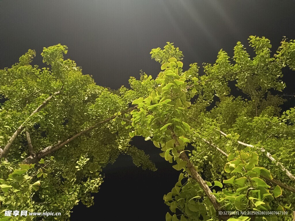 夜幕下的蔥郁綠樹