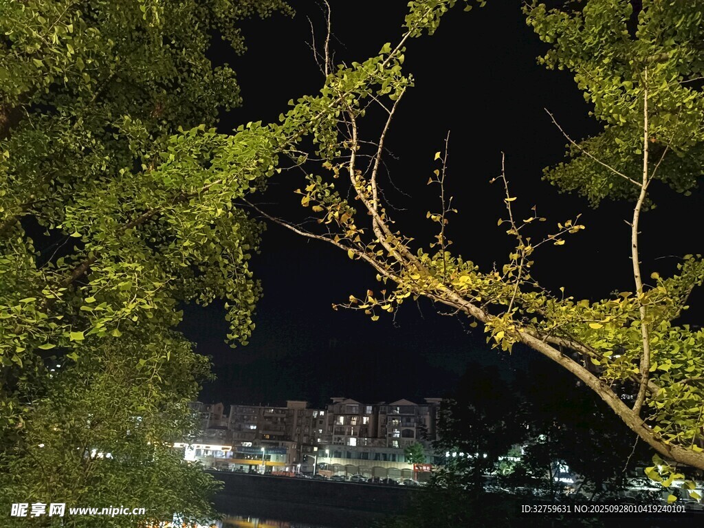 夜中樹影下的城市燈火