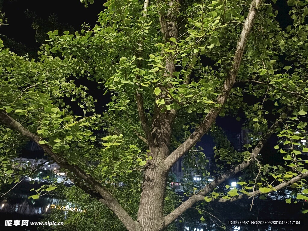 夜晚中的蔥郁大樹