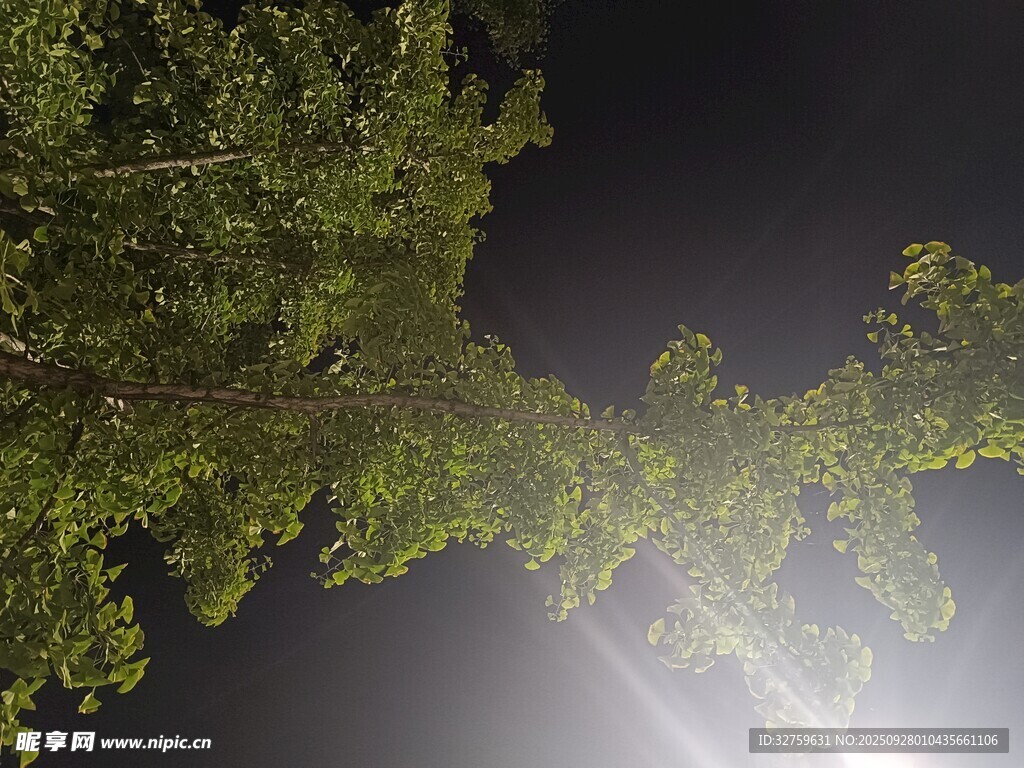 夜晚樹下的光束景象