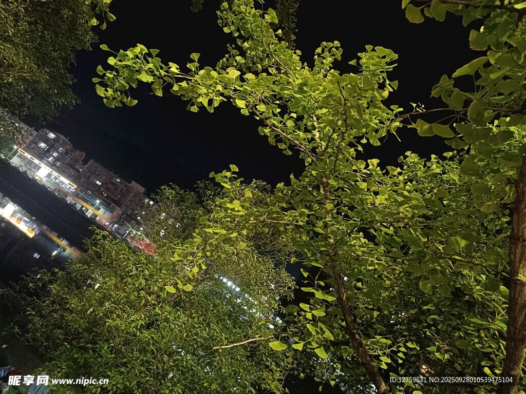 夜晚繁茂綠樹與燈光景象