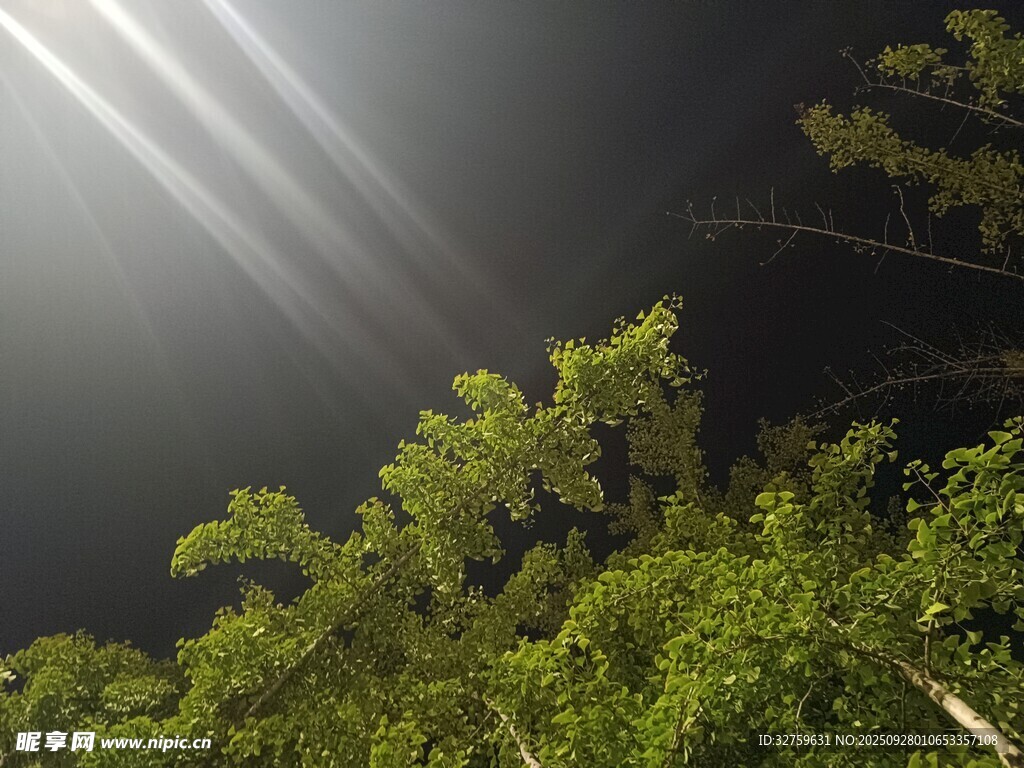 林間光束照耀翠綠枝葉