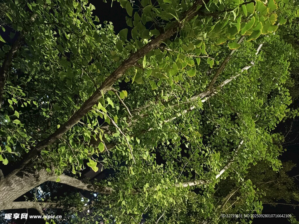 茂密樹林中的繁茂枝葉