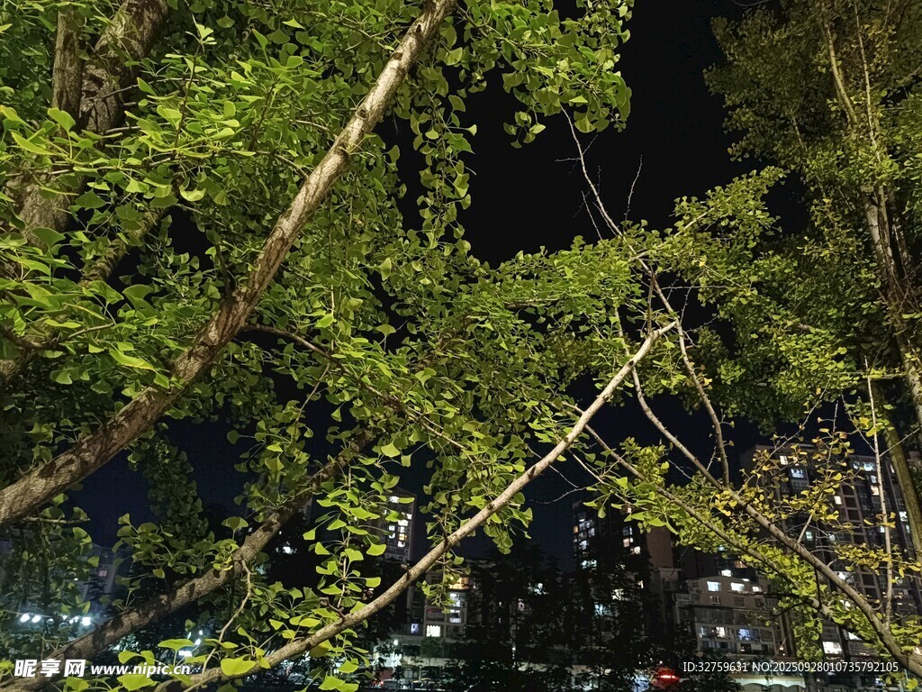 夜晚繁茂樹枝的迷人景象