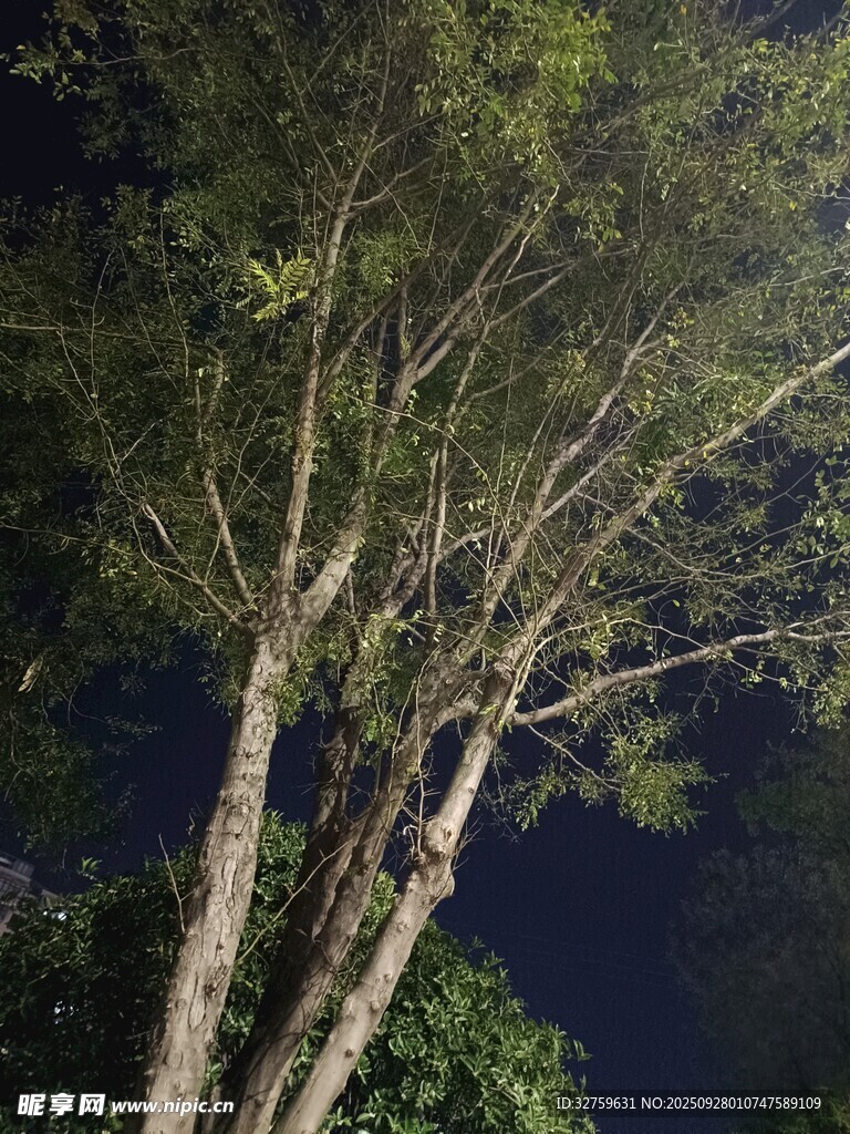 夜幕下的挺拔樹木