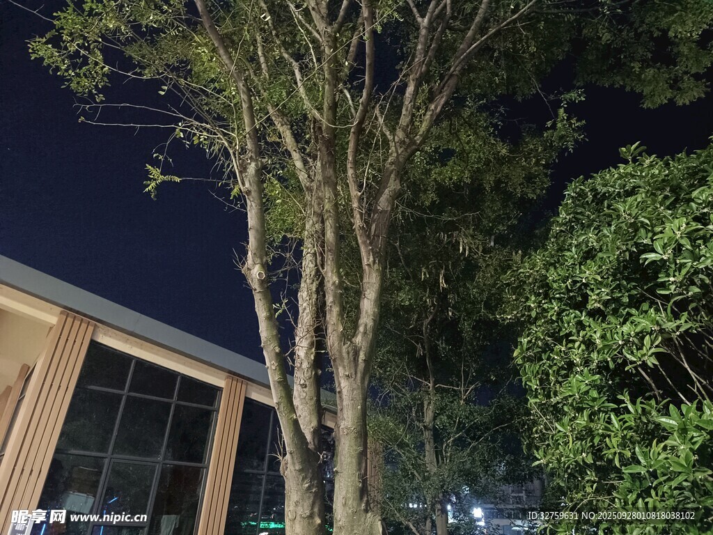 夜晚樹木旁的建筑物
