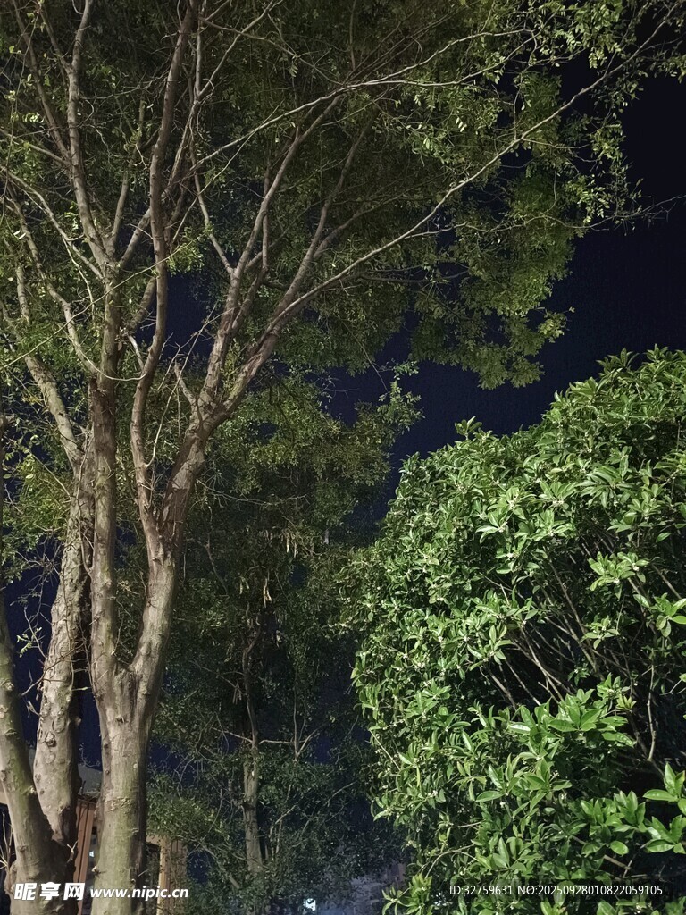 夜晚樹林中的樹木與綠葉
