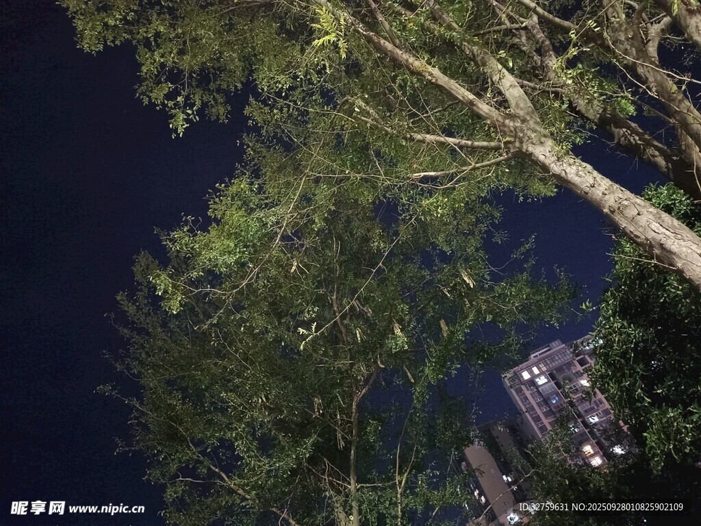 夜空下的繁茂樹木