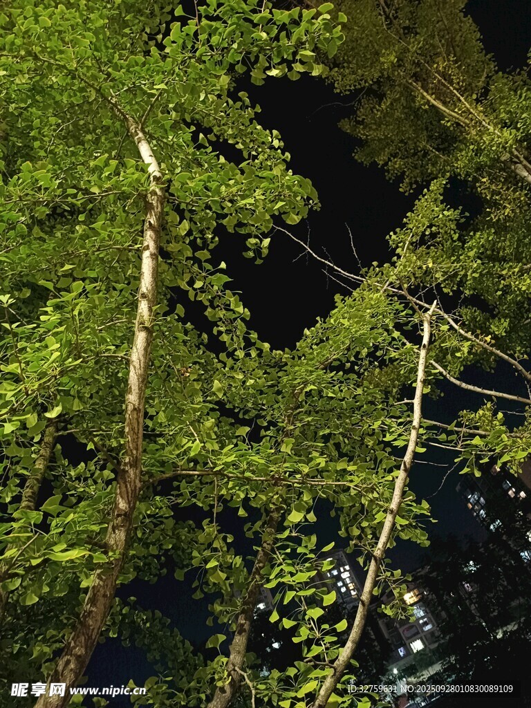 夜晚森林中的蔥郁樹木