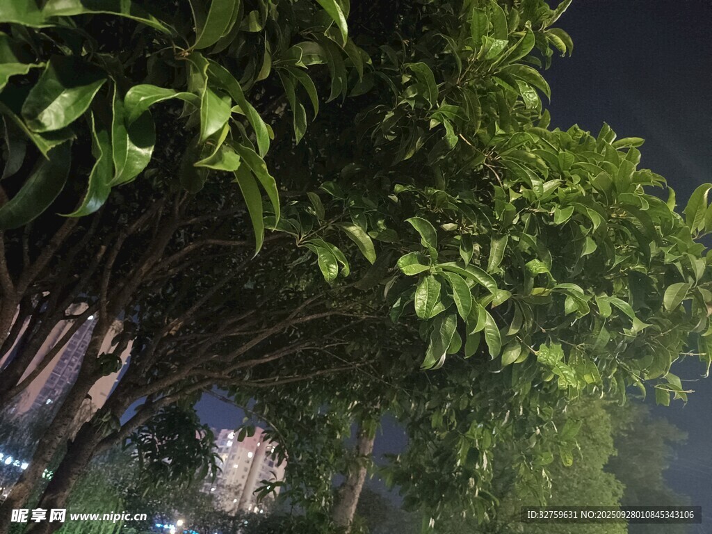 夜晚繁茂枝葉景觀