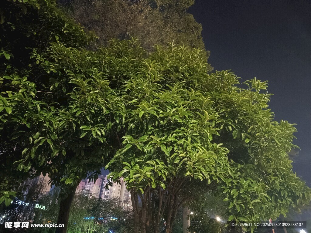 夜晚蔥郁樹木景觀