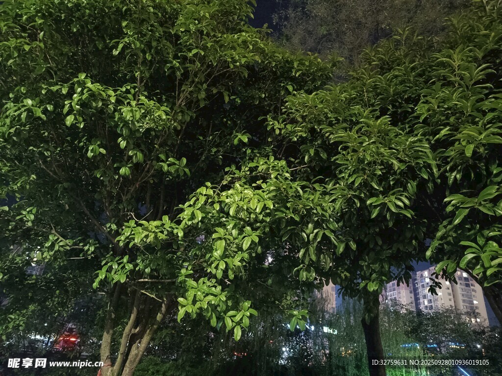 夜晚蔥郁綠樹景象