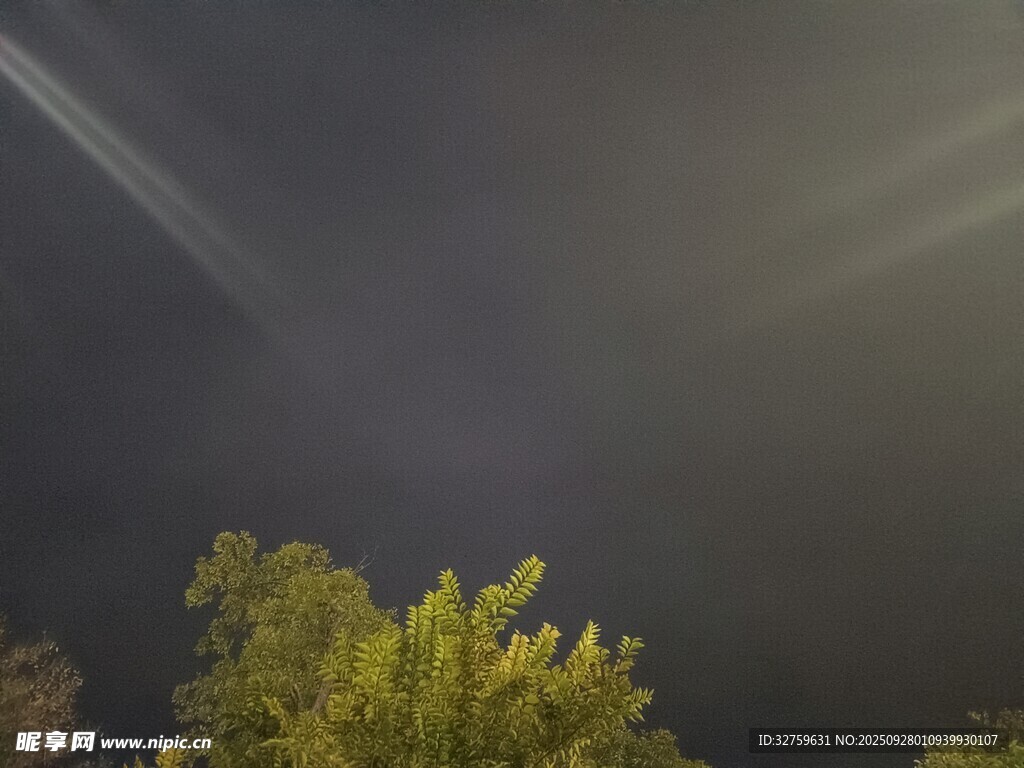 夜空下的綠樹光影