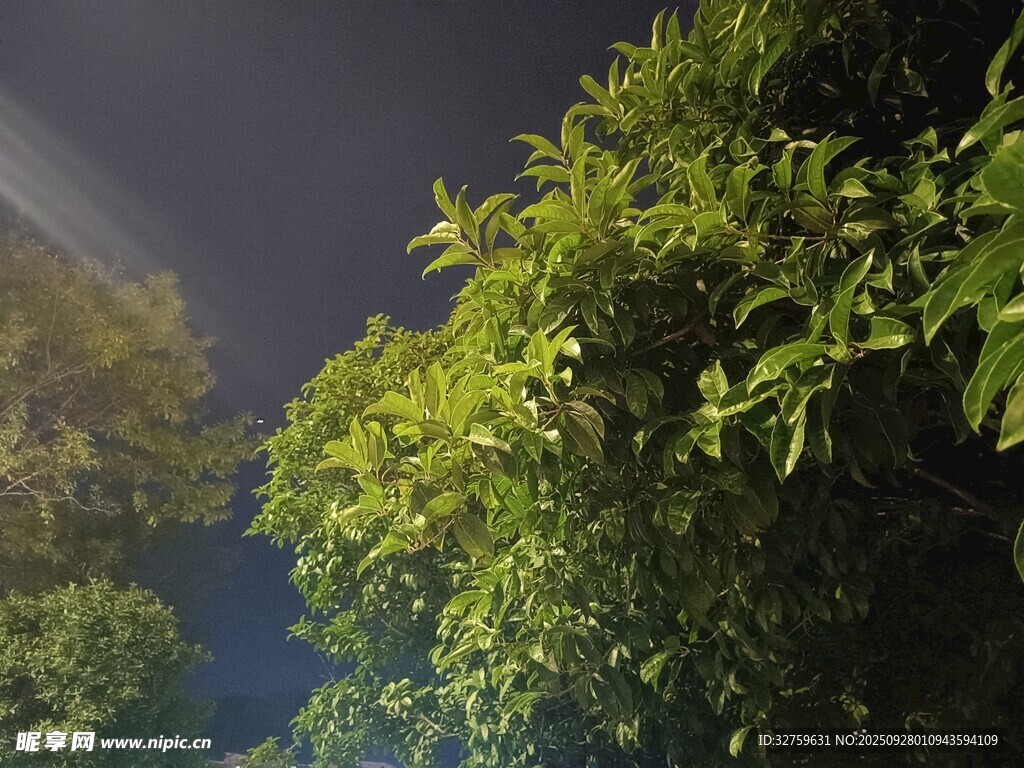 夜幕下的蔥郁綠植