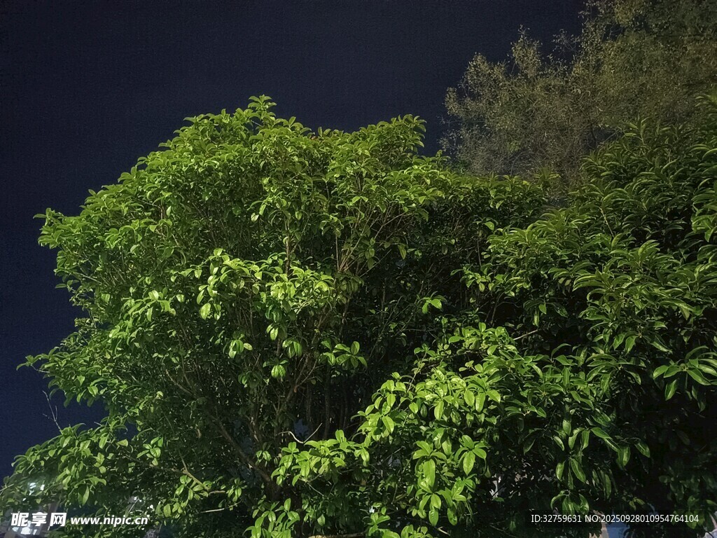 夜晚蔥郁的綠樹(shù)