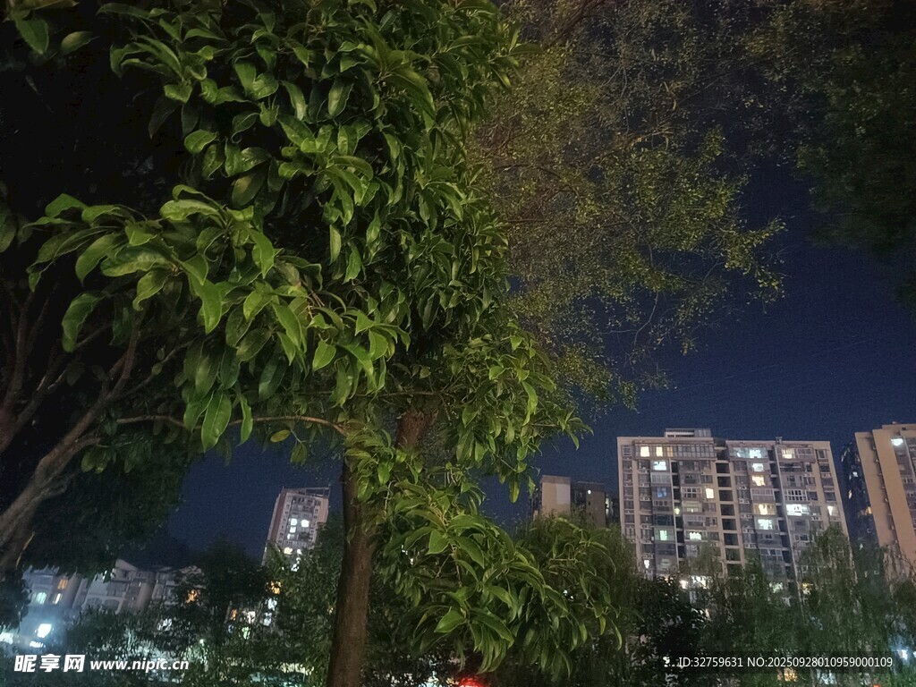 夜下綠樹與城市高樓