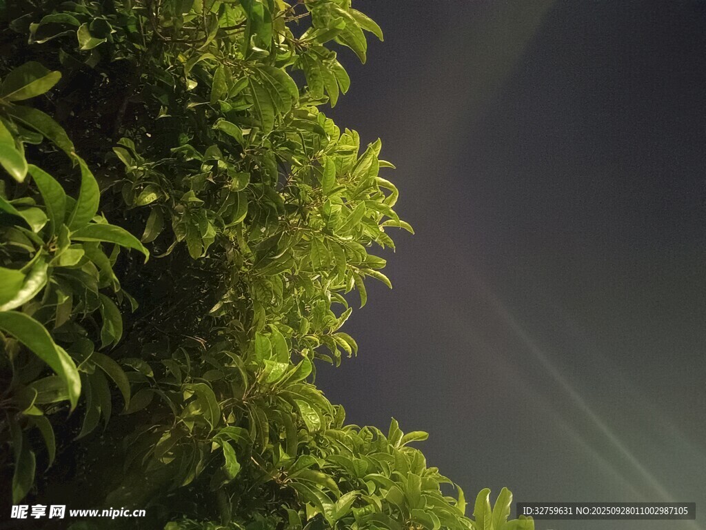 夜幕下的蔥郁綠植